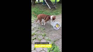 Malibu – Video natečaj 2020 – Revija Moj Pes #Malibu #MojPes