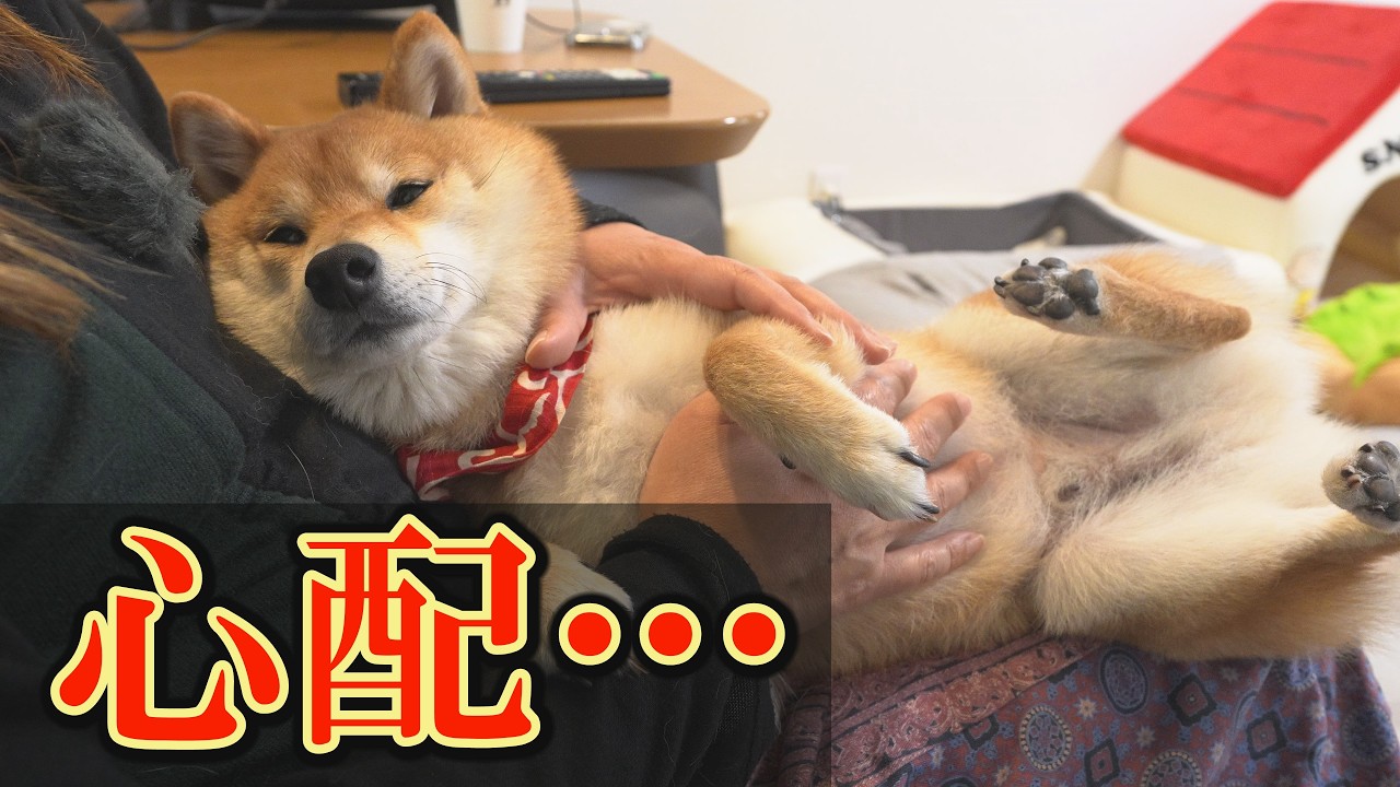 てんかん発作を引き起こす睡眠不足。てんかんの柴犬が全く眠らず、不安が募りました・・・