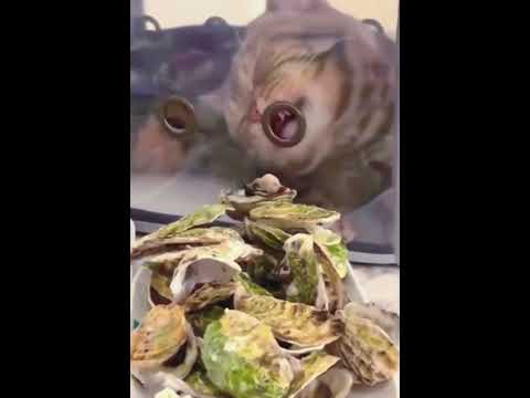 #catasmr Funniest Cat Videos In The World Try Not To Laugh Funny Animal Videos #short #shorts 9