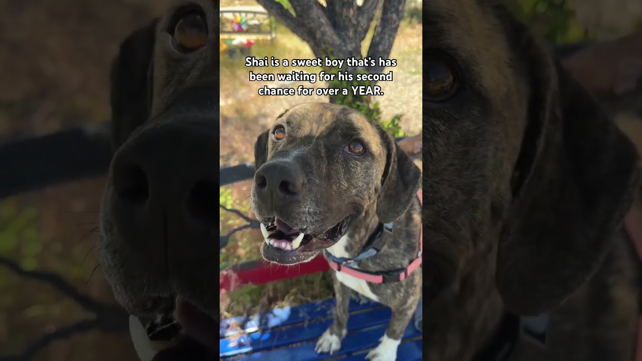 Enlarge Shai, a Adoptable mixed breed in Pagosa Springs, CO video 6/6
