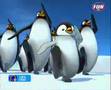 Pigloo - papa pinguin 