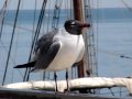 Calling All SEAGULLS