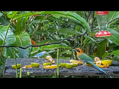 A Diverse Morning At The Feeder And A Euphonia Checking Out The Cam – July 27, 2021