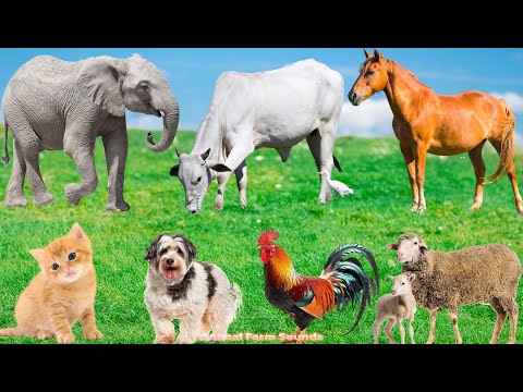 Cute Farm Animal Habitat: Buffalo, Sheep, Pig, Kitten, Puppy, Goat & Horse – Adorable 4K Moments