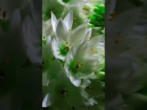 NII NAIA NAIA NE- kayatibu hunikuin- Txaná Ramon & Binho do Haux