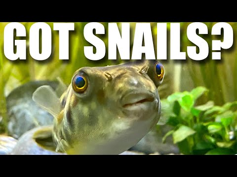 Got Snails?  Testing a DIY snail trap versus a brand name. Which performs best?