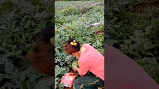 Download lagu What A Great Idea To Protect Watermelon From Ant #satisfying #shortsvideo mp3