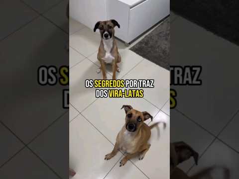 Por isso os vira latas são tão amados #cachorro #viralata