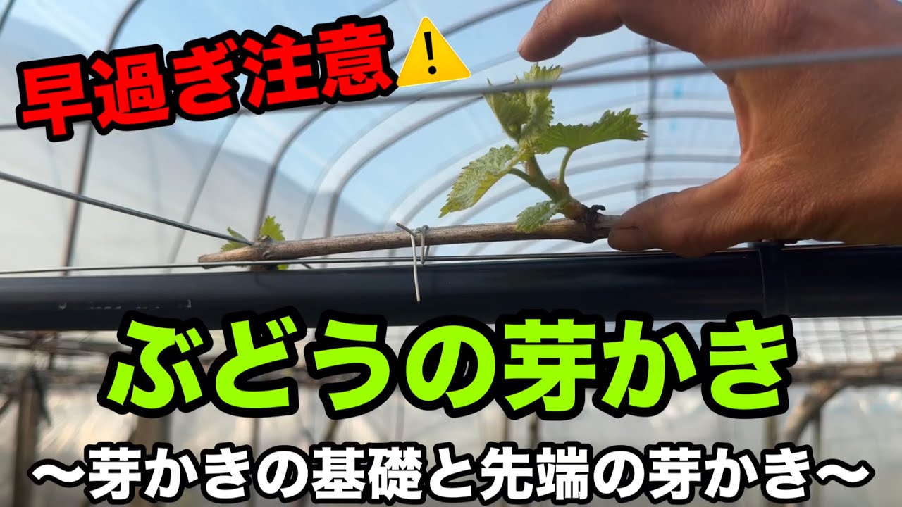 ぶどう発芽の基礎と先端の芽かき〜早過ぎる芽かきは後悔！？〜2026-04-05