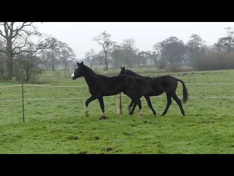 Hengste von Libertad (Rappe) und Schwarzgold geb. 2017 FOR SALE