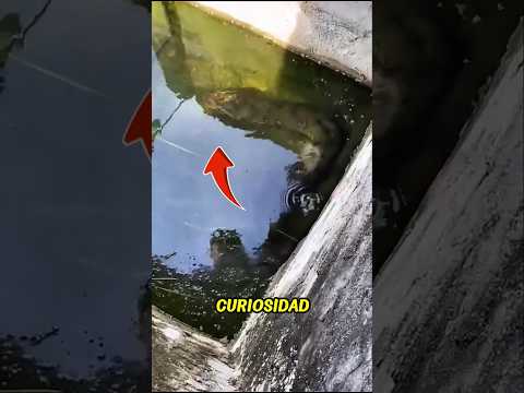 La madre de las Gigantes 😱🐍 #animals #animal #shorts #viralshorts
