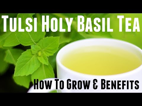 image-What is holy basil leaf used for?