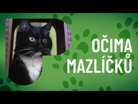 Sbírka na veterinární péči a léky pro Domov Kulíšek