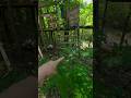 putting a spiral staircase in our tree fort part 2 #shorts