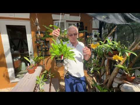 How I care for Gongora powelii & Tolumnia guianensis var yellow