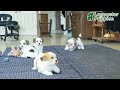Teddy Bear dogs for sale: Basil  - Video 1