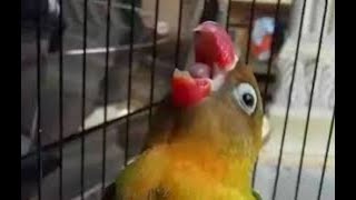 Download lagu Lovebird Ngekek Gaya Paling Di Cari Orang | Gayanya Istimewa Bikin Ngiler mp3 Download lagu Lovebird Ngekek Gaya Paling Di Cari Orang | Gayanya Istimewa Bikin Ngiler mp3