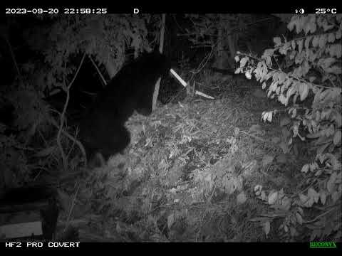 一頭成年公熊侵入蜂場破壞蜂箱後，叼走蜂巢片