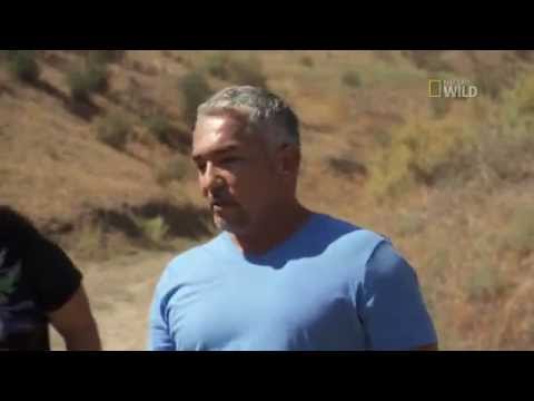 Cesar 911 Episode 6 Exclusive: Off Leash