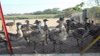preview picture of video 'Emu Farm'