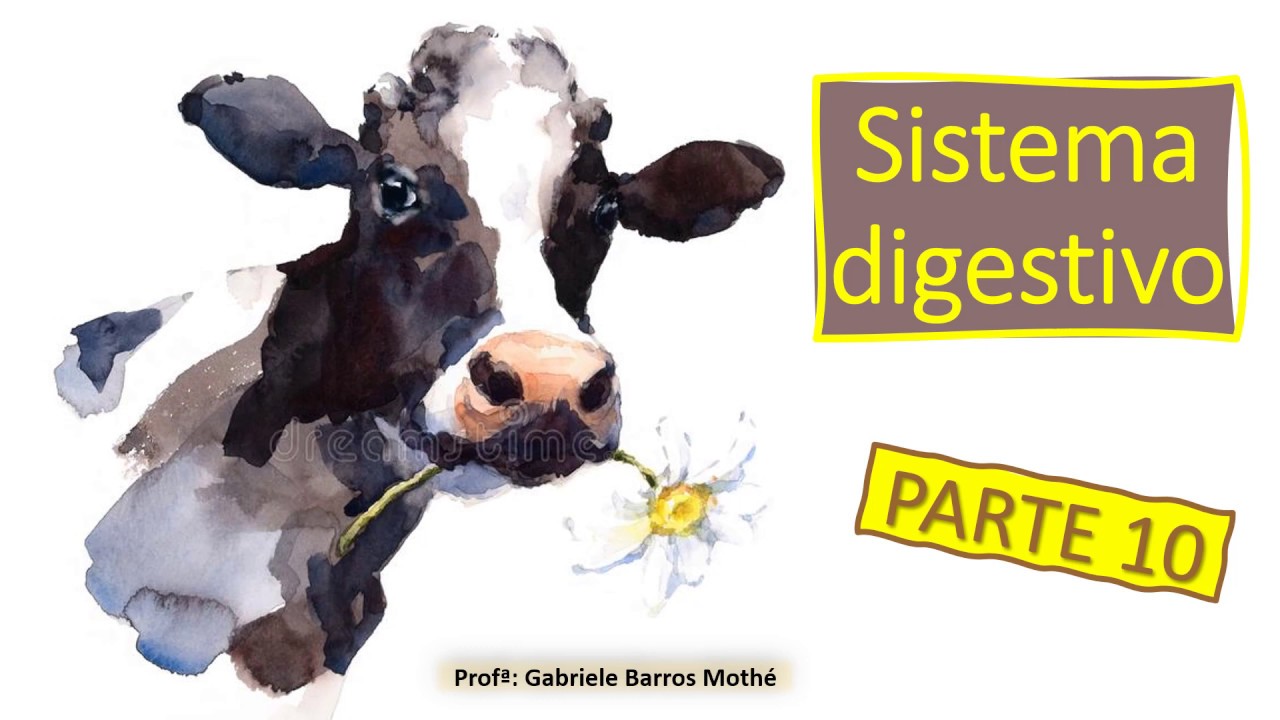 SISTEMA DIGESTIVO - parte 10 (anatomia veterinária)