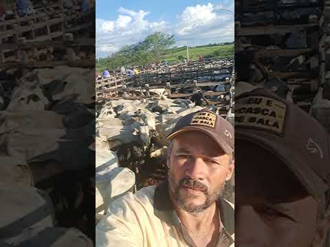MAIOR FEIRA DE GADO EM PERNAMBUCO