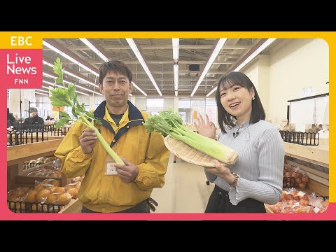 園芸 枝セロリ、リブセロリ