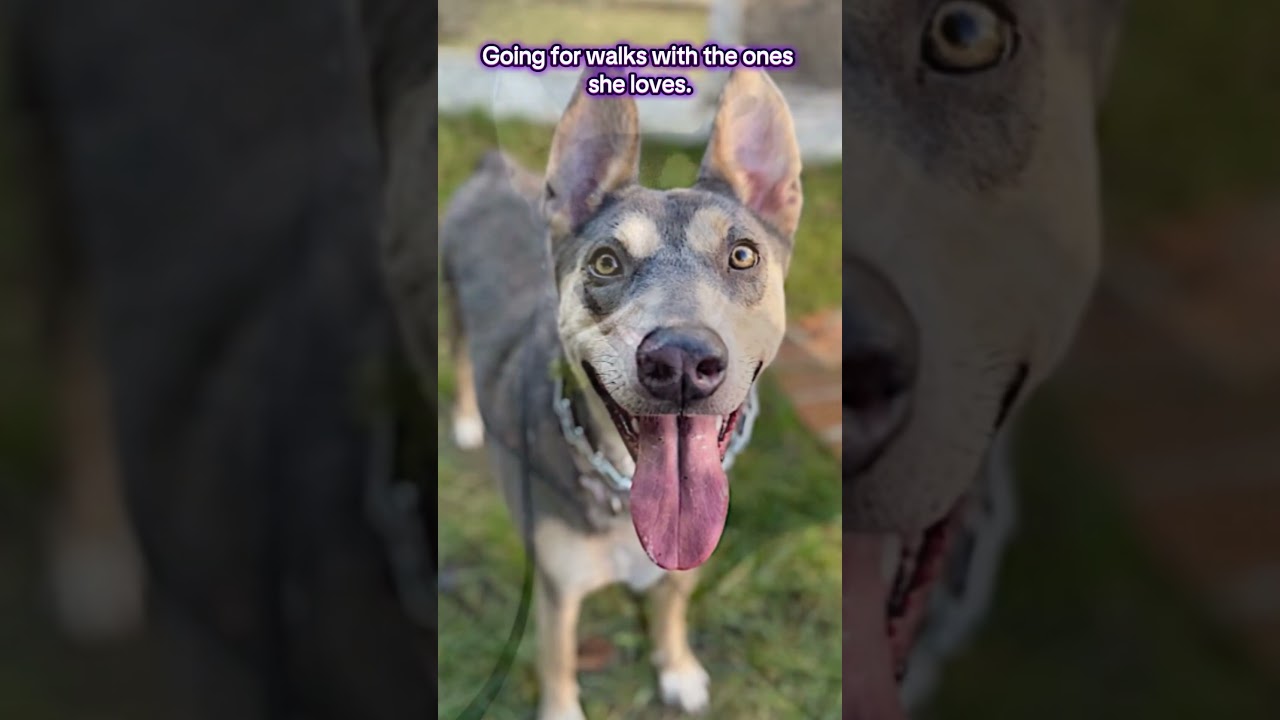 Enlarge Sadie, a Adoptable mixed breed in Sacramento, CA video 6/6