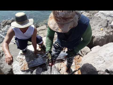 Fishing 2017 - Ajman UAE