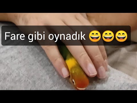 PAPAĞAN REKS YİNE FORMUNDA 😄😄😄