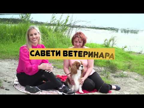 Moj savršeni ljubimac ep. 52 15.06.2020. Kavalijer španijel kralja Čarlsa