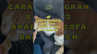 Download lagu How to get rid of cat pee smell on sofas, mattresses, and curtains #ztm #cleansmarterlivebetter mp3
