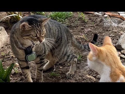My cat hasn't seen his friend in 1 year. Words can't describe what happens next