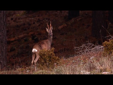 Cazando Corzos raros en Primavera