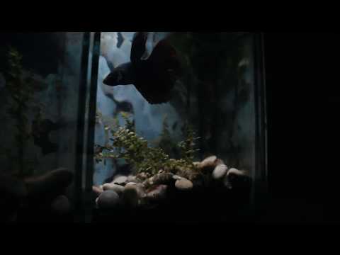 IHA 2020 : Nature Style by Afifah Khorimah