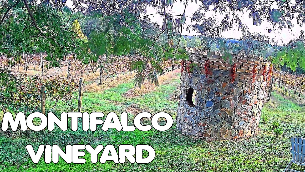 Live webcam view of Montifalco Vineyard