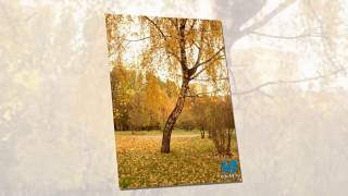 Любэ-Берёзы