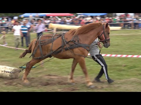 Concurs cu cai de tractiune proba de simplu Marisel, Cluj 25 iunie 2022 Nou!!!