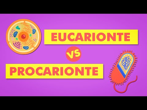 Cell Theory - Prokaryotes and Eukaryotes | Biology