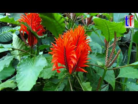 Wilhelma Greenhouses / Gewächshäuser mit Kakteen, Koi, uvm, Stuttgart, Germany,  06.09.2017.
