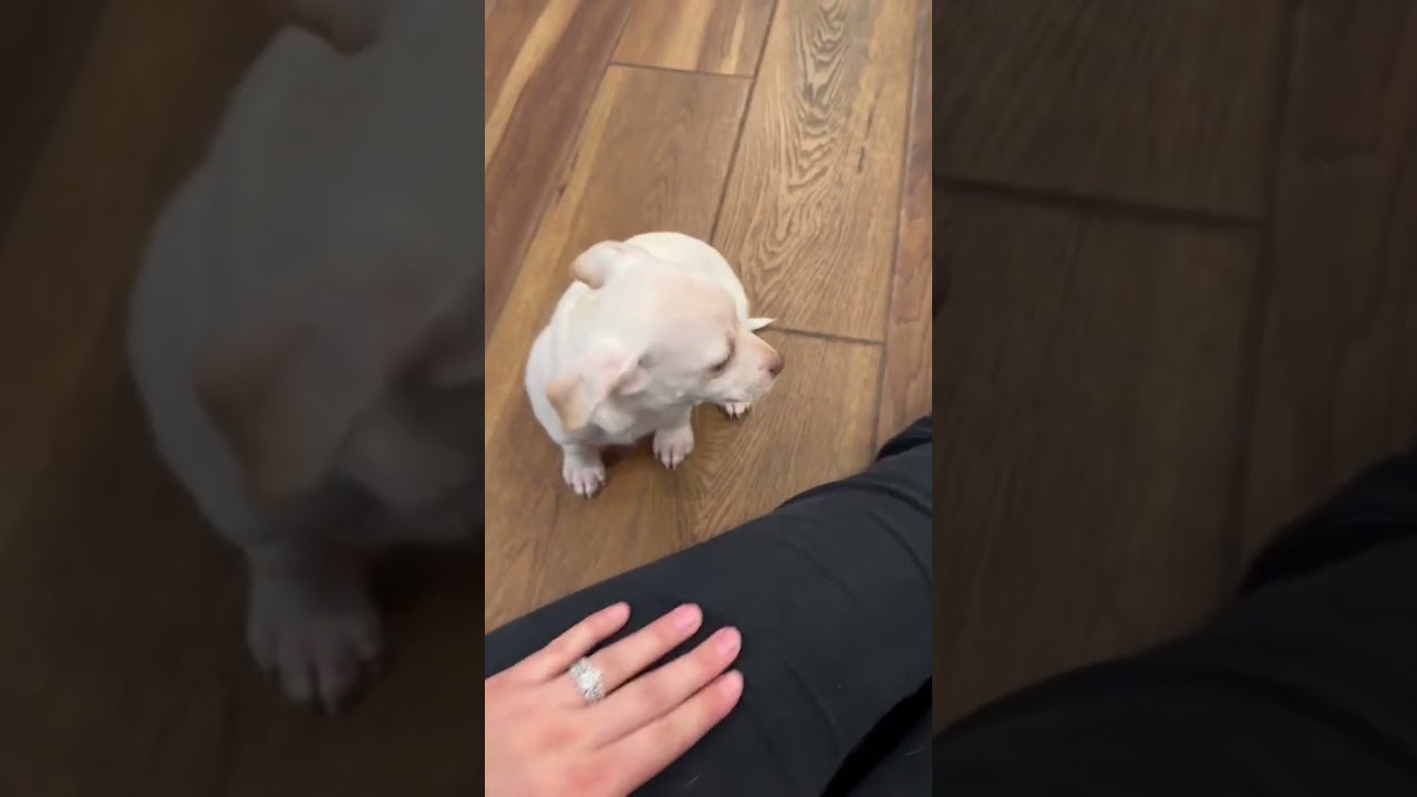Peanut, a ADOPTABLE mixed breed in Boulder, CO video 2/6