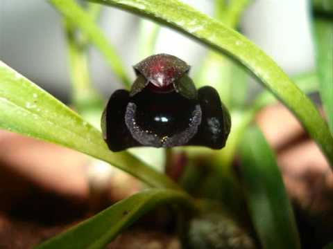 the black orchids.wmv