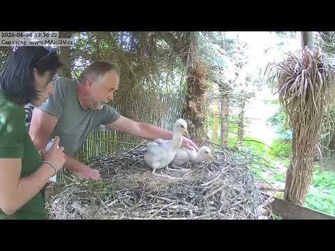 Makovští černí čápi Toníčkovic - 4.6.2026 - ošetření rostoucích pírek