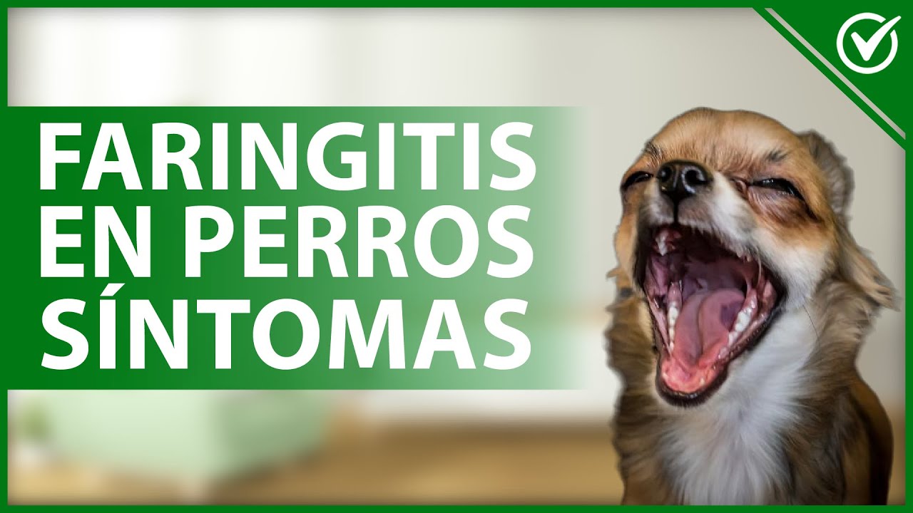 Watch 🐶 Qué es la FARINGITIS en PERROS - Causas, síntomas, tratamiento y prevención 😷🐶 Now 🐶 Qué es la FARINGITIS en PERROS - Causas, síntomas, tratamiento y prevención 😷🐶