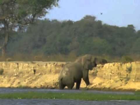 BBC Natural World 1998  Vanishing Pools of the Zambezi