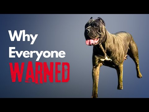 Why Everyone Warned Me Before Getting an American Bandogge