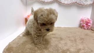 ハーフ犬の動画01