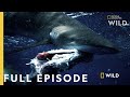 Shark Vs Tuna Full Episode National Geographic