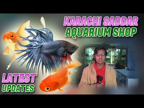 Saddar Karachi Aquarium Shop Guppy Carp Gold Fish Cichlid Discus Denison Barb fish for sale