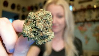 TAMPA DECRIMINALIZED CANNABIS POSSESSION?! | news nug recap | CoralReefer by Coral Reefer